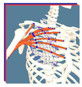 Software for Interactive Musculoskeletal Modeling (SIMM) 4.1.1 (c) MusculoGraphics, Inc. *Dongle Emulator (Dongle Crack) for KeyLok II*
